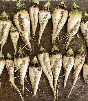 A pile of harvested sugarbeets.