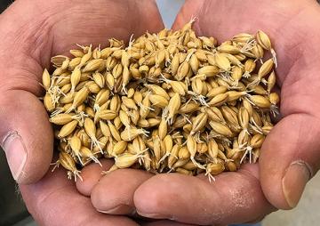 Two hands holding barley, which has been partially malted, with rootlets still attached