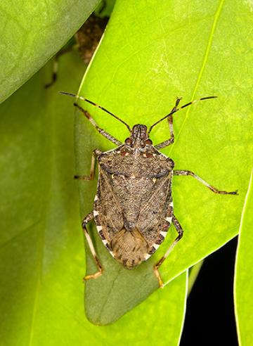 brown marmorated stink bug