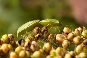 southern green stink bug