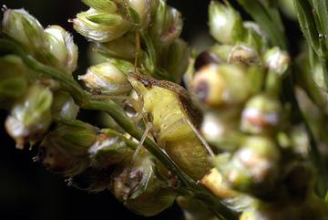 The brown stink bug, Euschistus servus