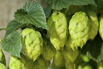 Healthy hop cones on a hop plant