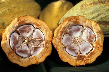 A cacao pod