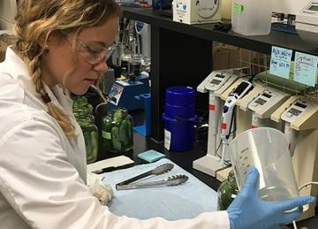 An ARS graduate research assistant packs pickles in jars.