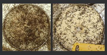 A photo showing uninfected ant colony next to a photo showing the same colony 6 weeks after inoculation with SINV-3.