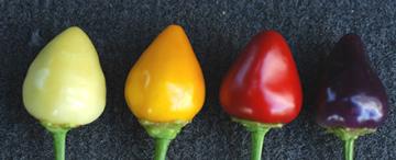 Yellow, red and violet colored Christmas Lights peppers