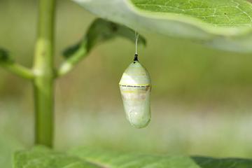 a monarch chrysalis hangs from a common milkweed leaf