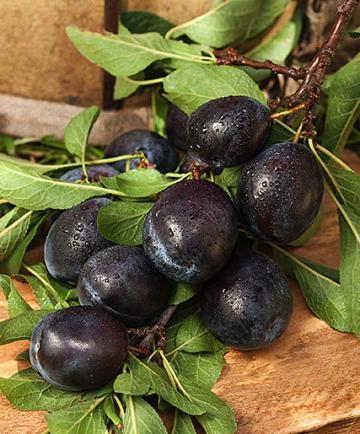 A bunch of HoneySweet plums on a branch.