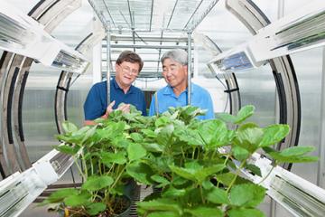 Scientists observe strawberry plants in the PhylloLux system in the greenhouse.