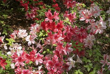 A red and white Glenn Dale azalea hybrid