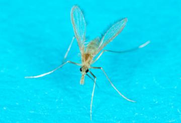 A sandfly