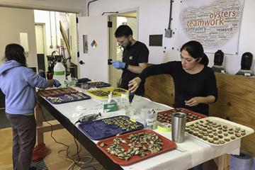 Scientists prepare oysters for a study of Dermo disease