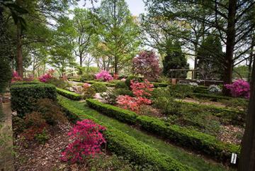 Garden with green boxwood shrubs, azaleas, and trees