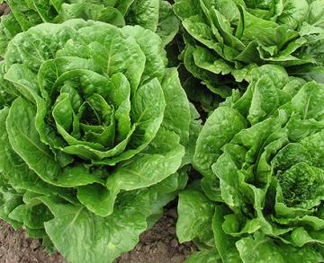 Romaine lettuce heads in the ground.