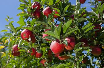 Gala apples on tree branches.