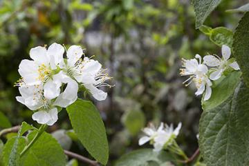 White flowers of a continuous flowering plum plant