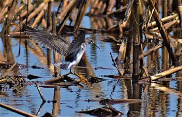 A Lesser Yellowlegs bird landing in a flooded cornfield.