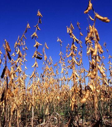 A field of soybeans