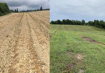 Apple planting in June 2018 before soil amendments and apple planting in August 2021 after soil amendments.