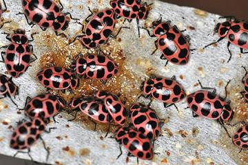 Adult pink spotted lady beetle feeding on the new artificial diet.