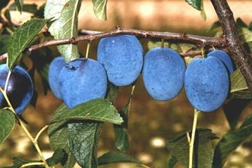 Honeysweet plums growing on a tree.