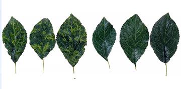 Infected and uninfected plum leaves