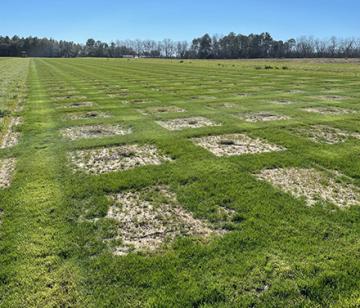 A field of centipedegrass.