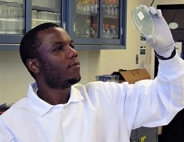 Adelumola Oladeinde holding a petric dish of E. coli  recovered from broiler chickens.