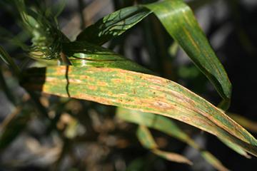 LeafRust.jpg image