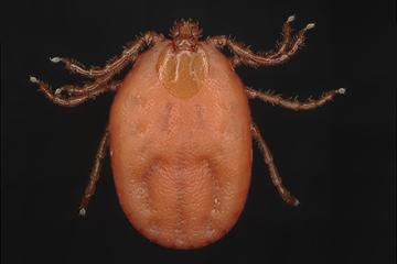 A brown, Asian longhorn tick.