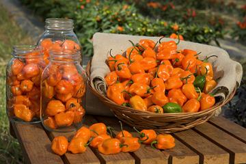 TigerPaw habanero peppers in glass jars and a basket. 