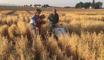 Two people stand in a field of mature oats with a piece of machinery.