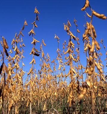 A field of soybeans.