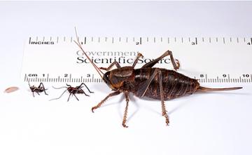 Mormon crickets