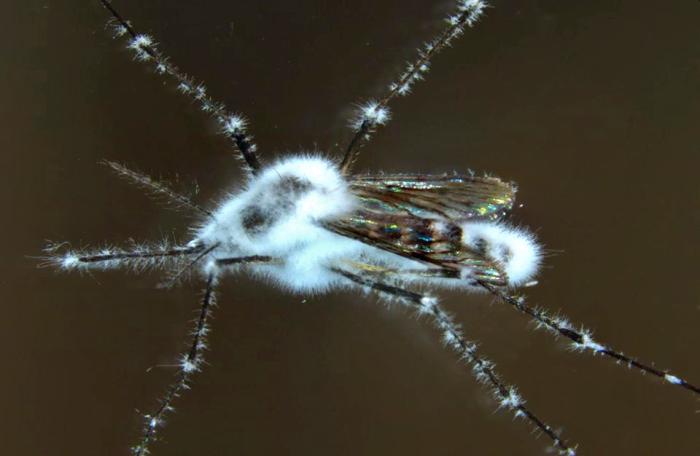 A dead mosquito showing emergence of the fungus that infected it and killed it.