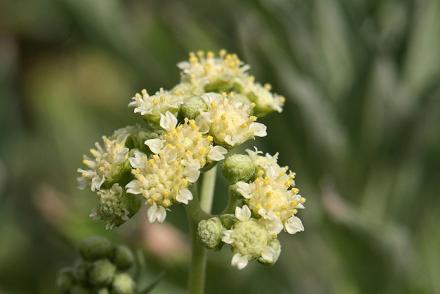 Flowering guayule plant