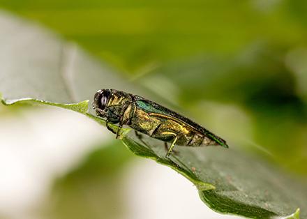 An emerald ash borer on a leaf