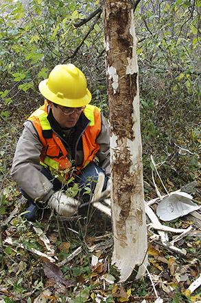 A scientist debarking infested ash trees