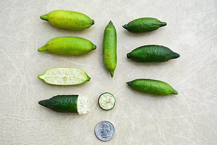 Sliced and whole Minnie Finger limes displayed alongside a quarter.