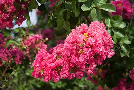 Flower of a ‘Seminole’ crapemyrtle.