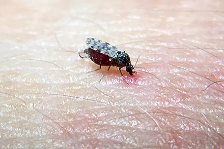 Close-up of a biting midge.