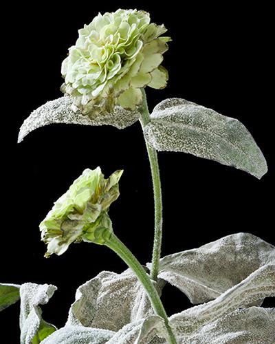 A severe case of powdery mildew on a zinnia.