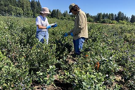 Two people in a blueberry field.