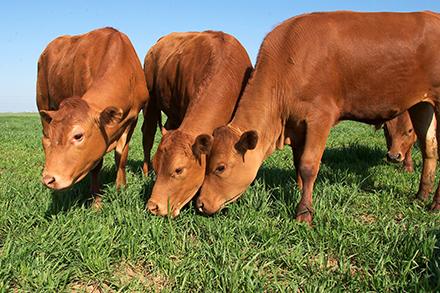 Cattle grazing