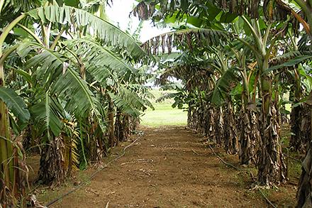 Plantains