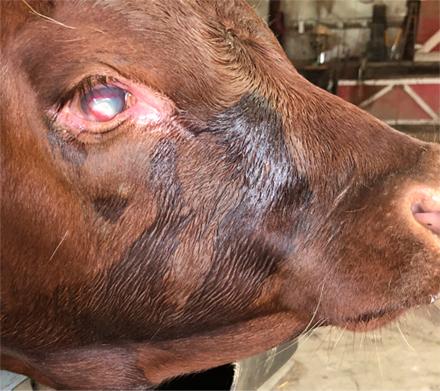 Severe pink eye in a cow