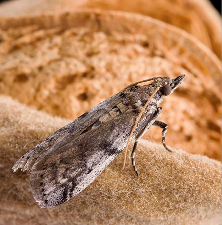 Navel orangeworm moth. (Photo by Peggy Greb, D1719-1)