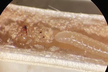 A Bracon cephi larva consuming wheat stem sawfly larva in the stem