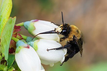 Chimney bee on a white flower.