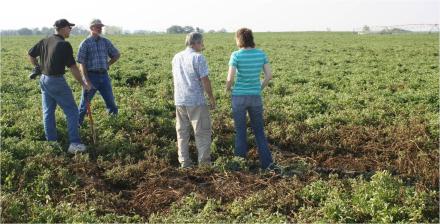 Four people stand in a field of potatoes.